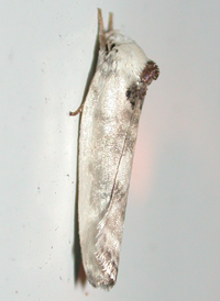 Schlaeger's Fruitworm